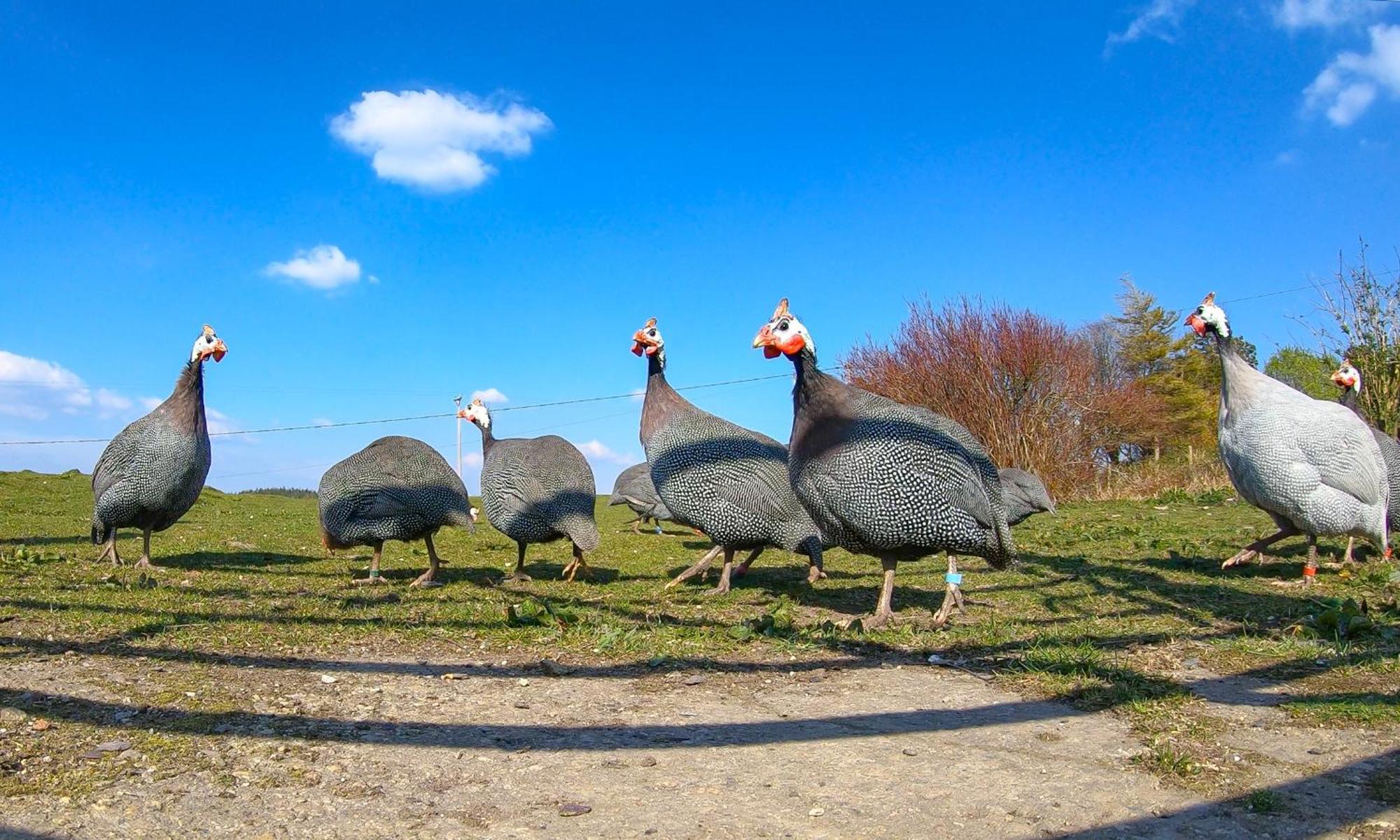 Llanllyfni Hedd Wenヴィラ エクステリア 写真